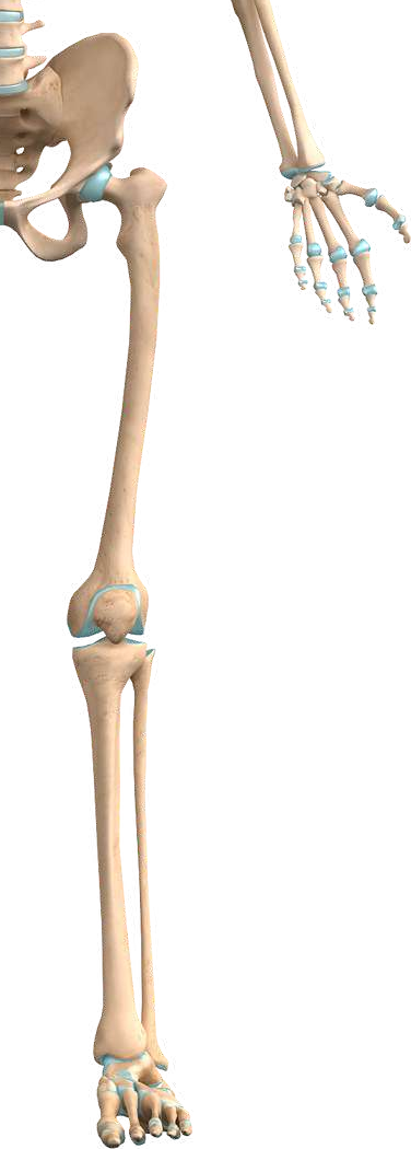 PLACA LCP DE FEMUR DISTAL LATERAL